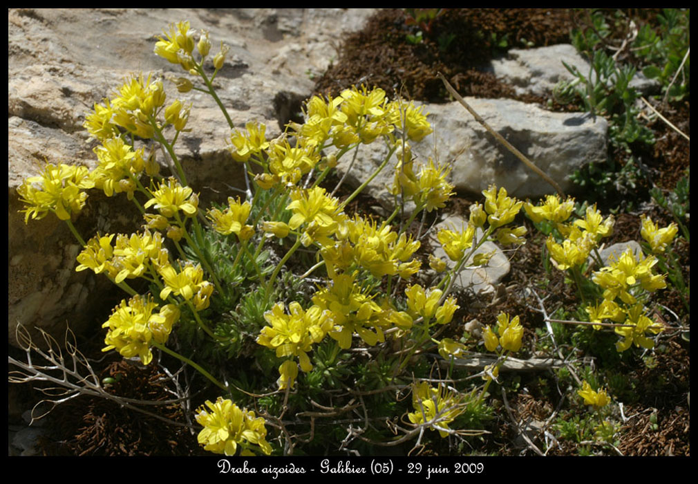 Draba-aizoides2