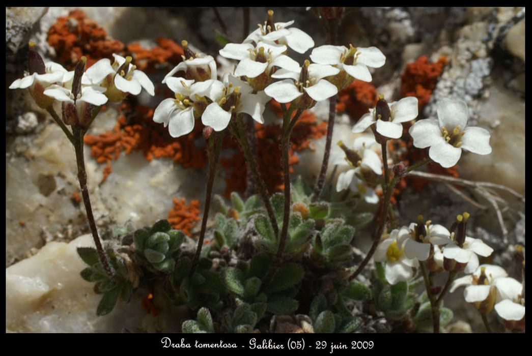 Draba-tomentosa