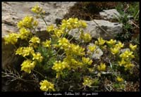 Draba-aizoides2