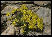 Draba-aizoides3