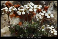 Draba-tomentosa