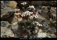 Draba-tomentosa2