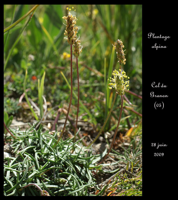 Plantago-alpina