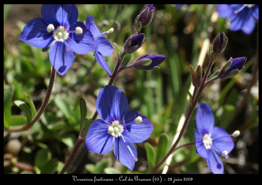 Veronica-fruticans