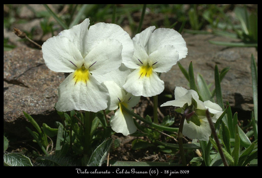 Viola-calcarata