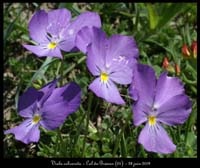 Viola-calcarata3