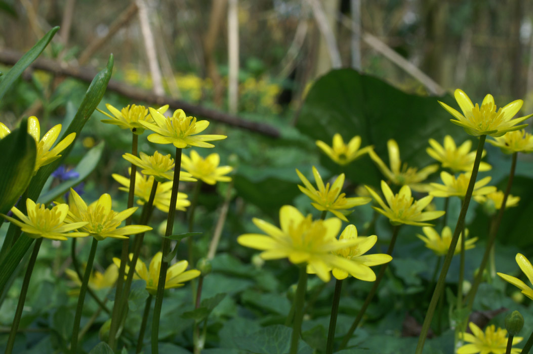 Ranunculus ficaria Bois de Lewarde 010407 (11)