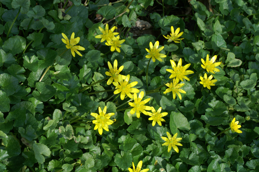 Ranunculus ficaria Bois de Lewarde 010407 (12)