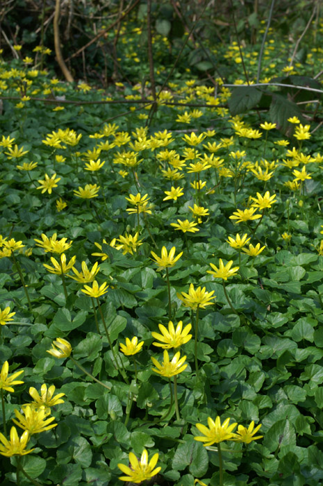 Ranunculus ficaria Bois de Lewarde 010407 (13)