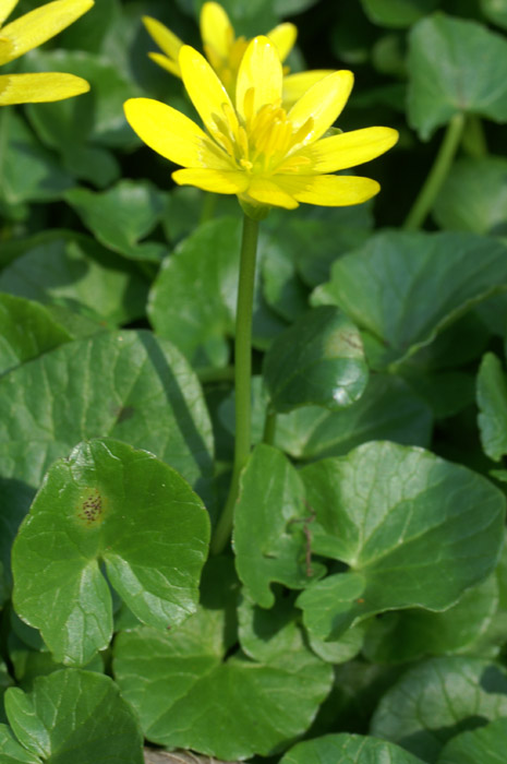 Ranunculus ficaria Bois de Lewarde 010407 (16)