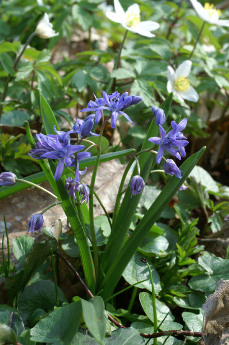 Scilla bifolia Bois de Lewarde 010407 (1)