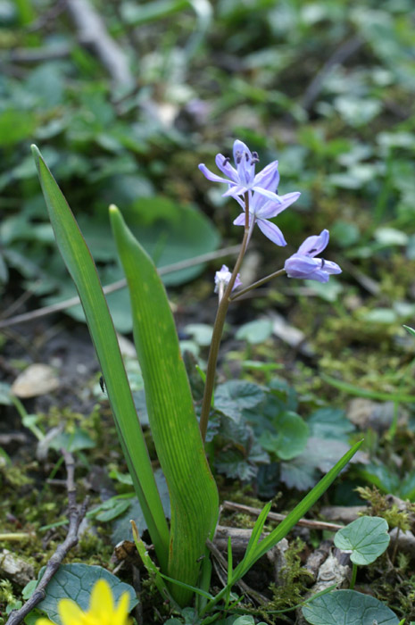 Scilla bifolia Bois de Lewarde 010407 (30)