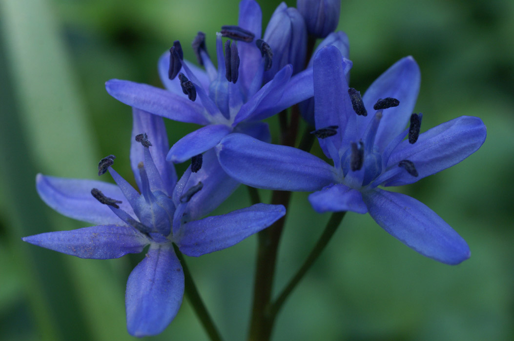 Scilla bifolia Bois de Lewarde 010407 (31)