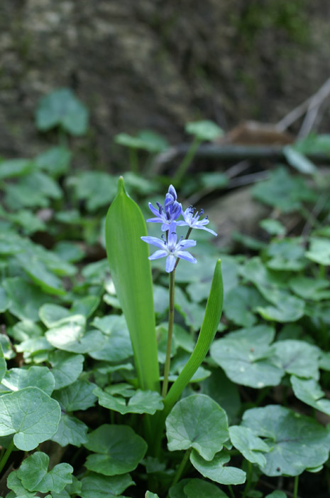 Scilla bifolia Bois de Lewarde 010407 (5)