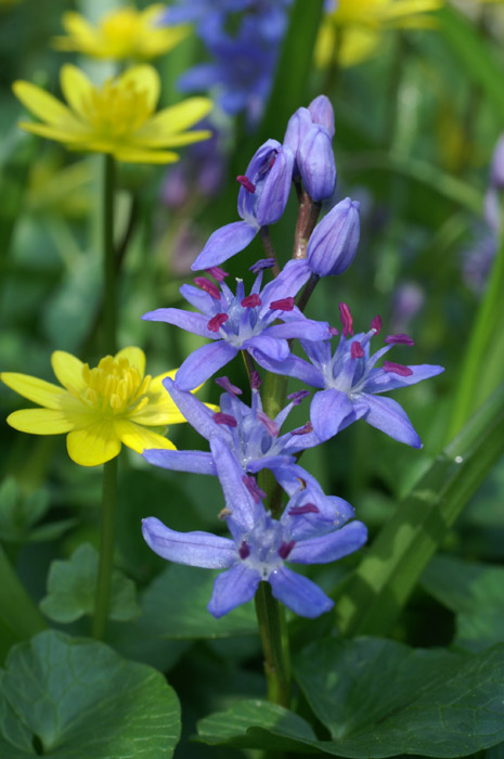 Scilla bifolia Bois de Lewarde 010407 (6)