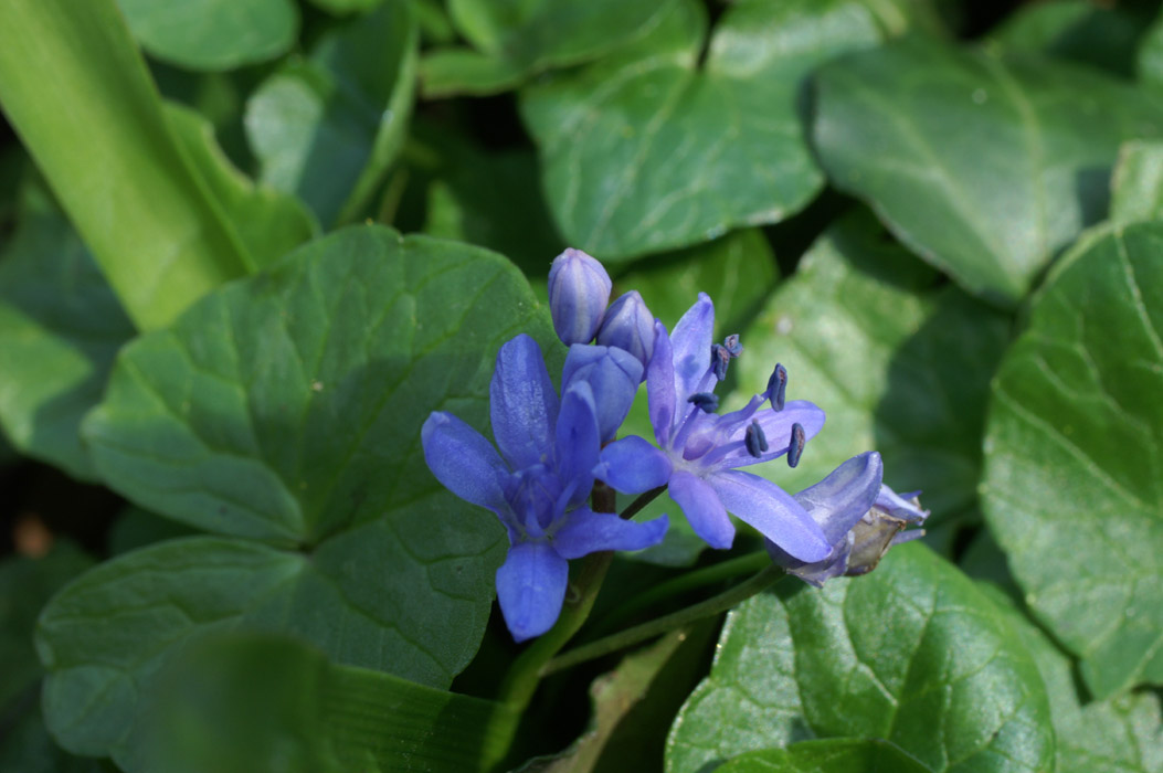 Scilla bifolia Bois de Lewarde 010407