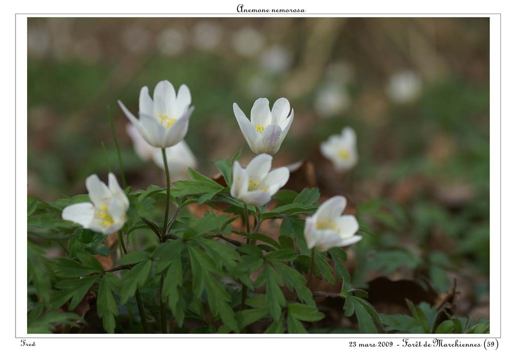 Anemone nemorosa7