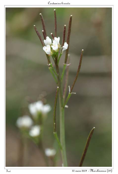 Cardamine hirsuta4