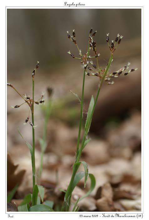 Luzula pilosa4