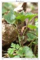 Glechoma hederacea