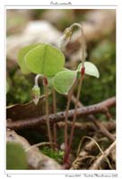 Oxalis acetosella