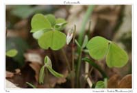 Oxalis acetosella2