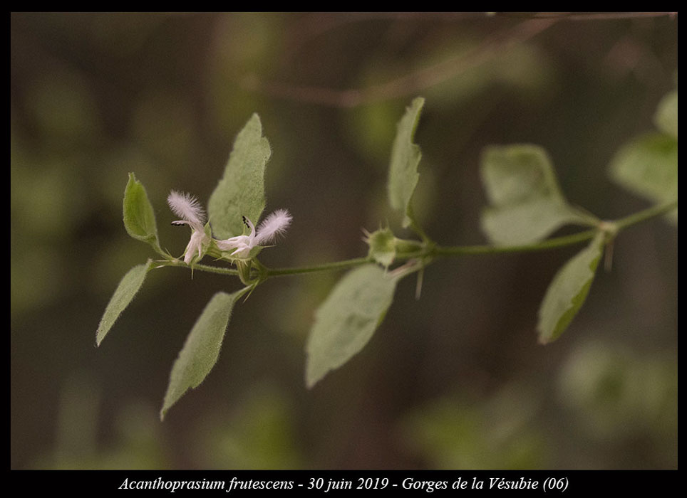 Acanthoprasium-frutescens10