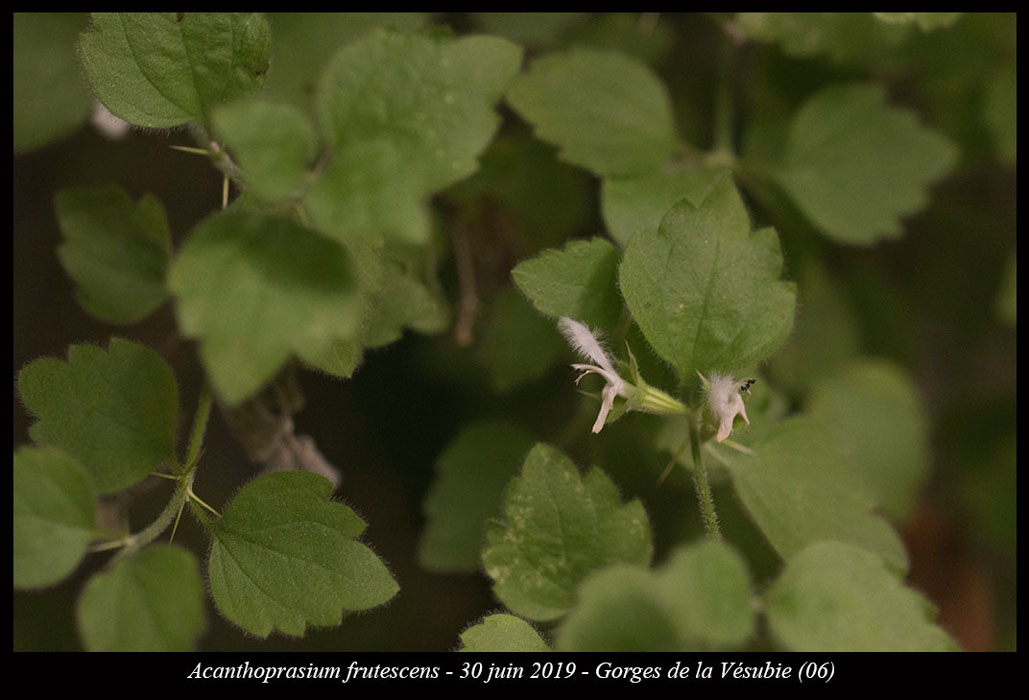 Acanthoprasium-frutescens11