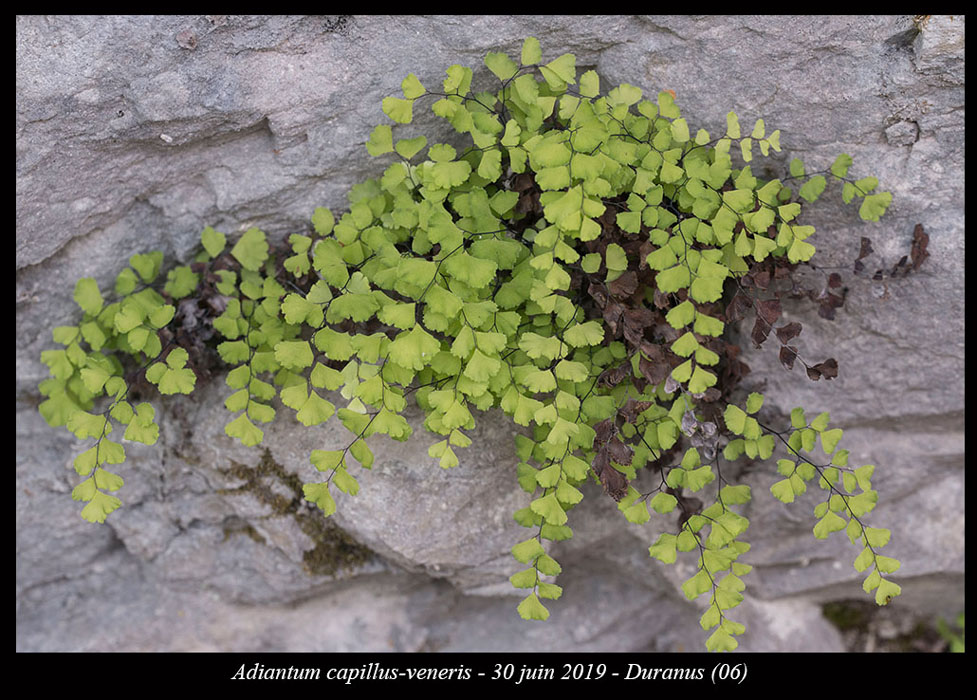 Adiantum-capillus-veneris