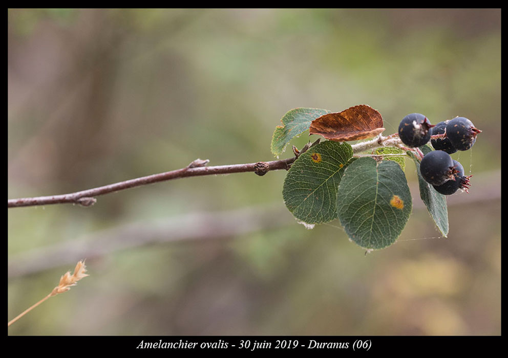 Amelanchier-ovalis2