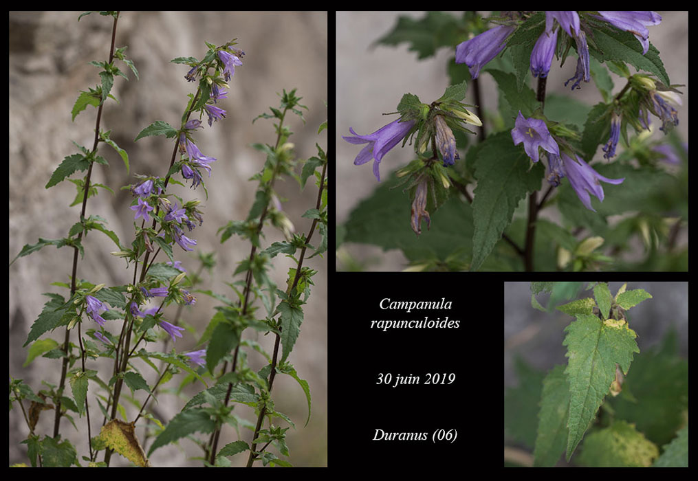 Campanula-rapunculoides7