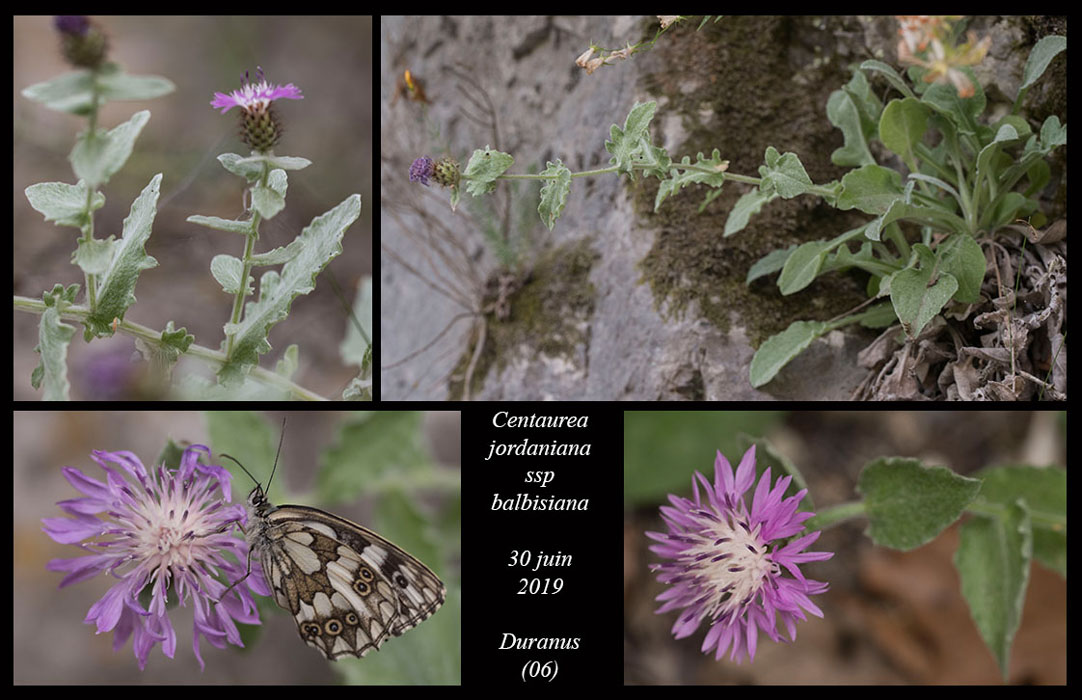 Centaurea-jordaniana-ssp-balbisiana