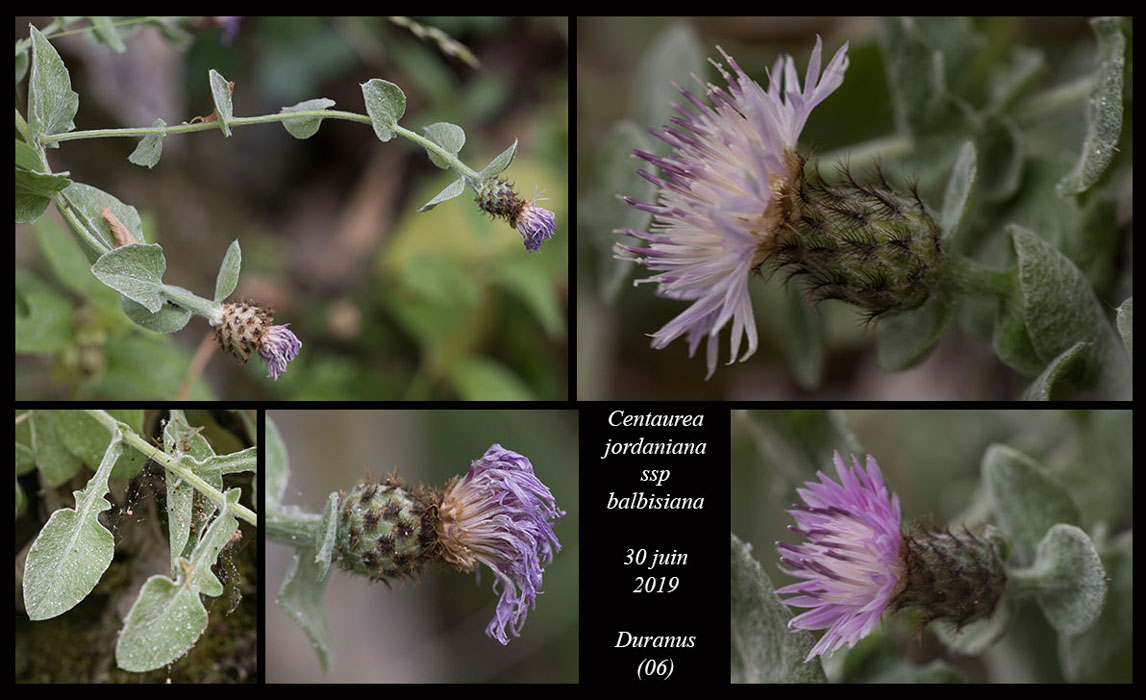 Centaurea-jordaniana-ssp-balbisiana2