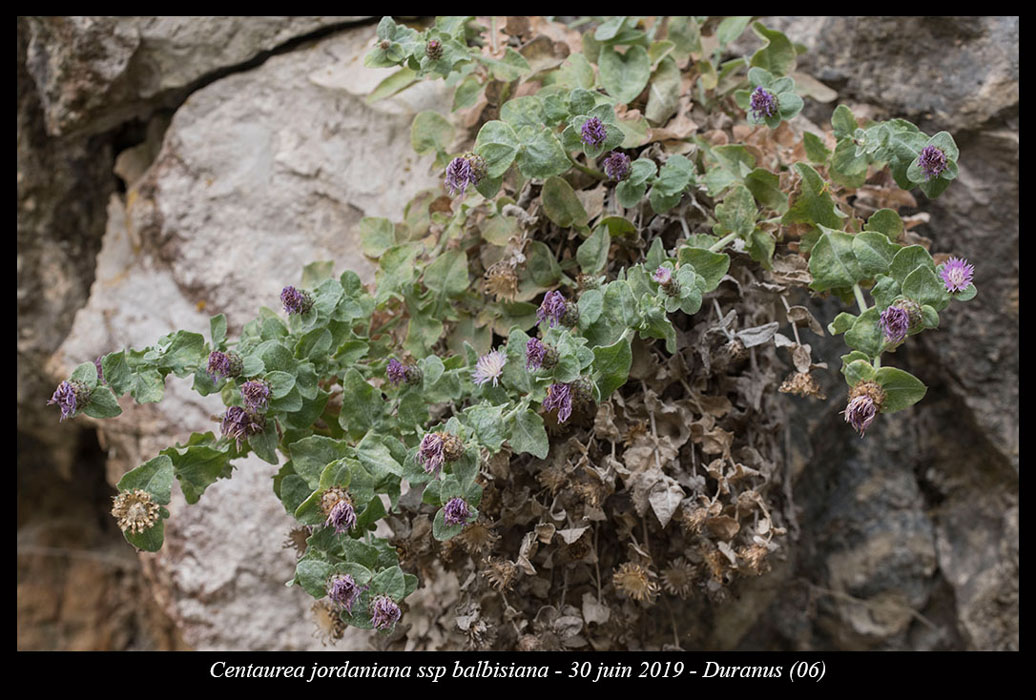 Centaurea-jordaniana-ssp-balbisiana4