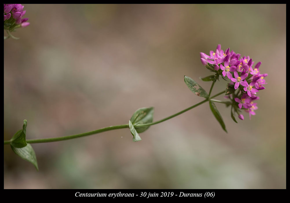 Centaurium-erythraea2