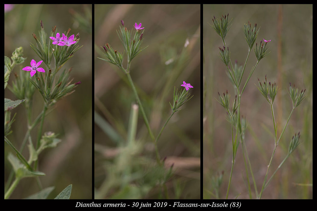 Dianthus-armeria3