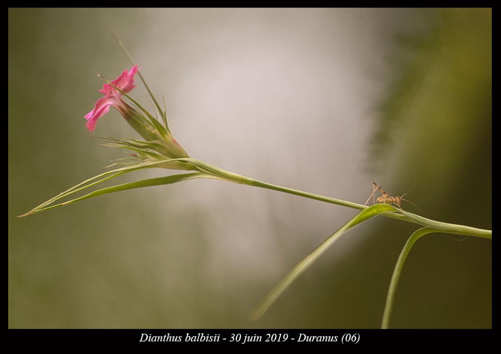 Dianthus-balbisii3