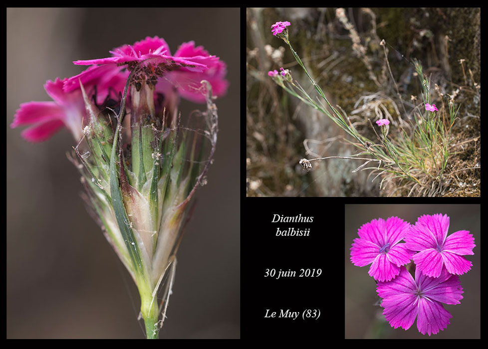 Dianthus-balbisii7