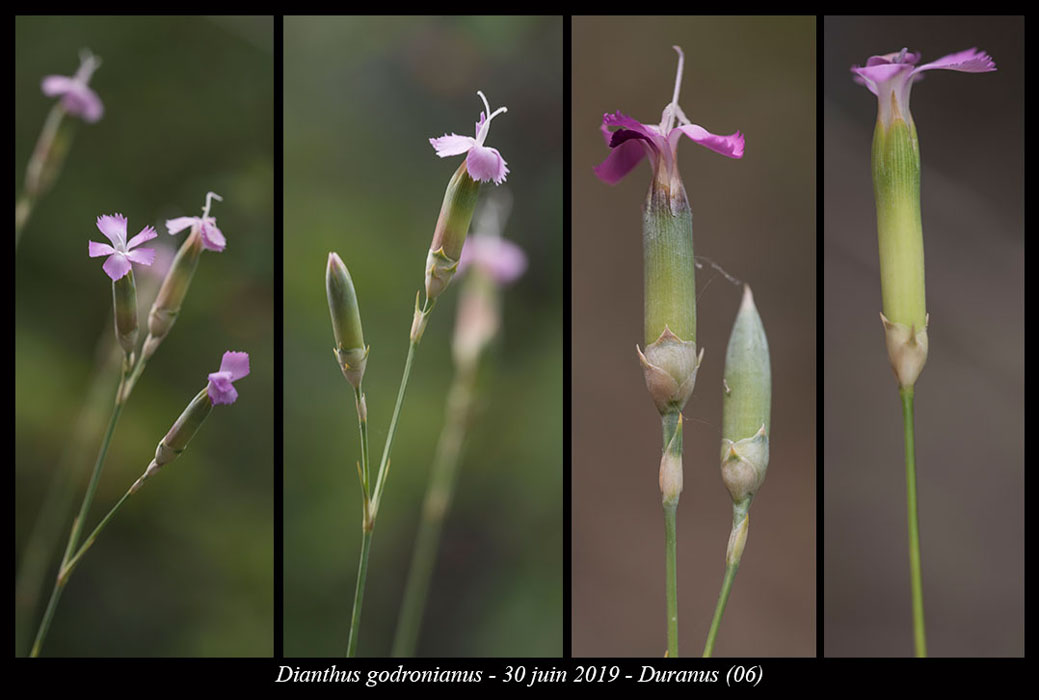 Dianthus-godronianus