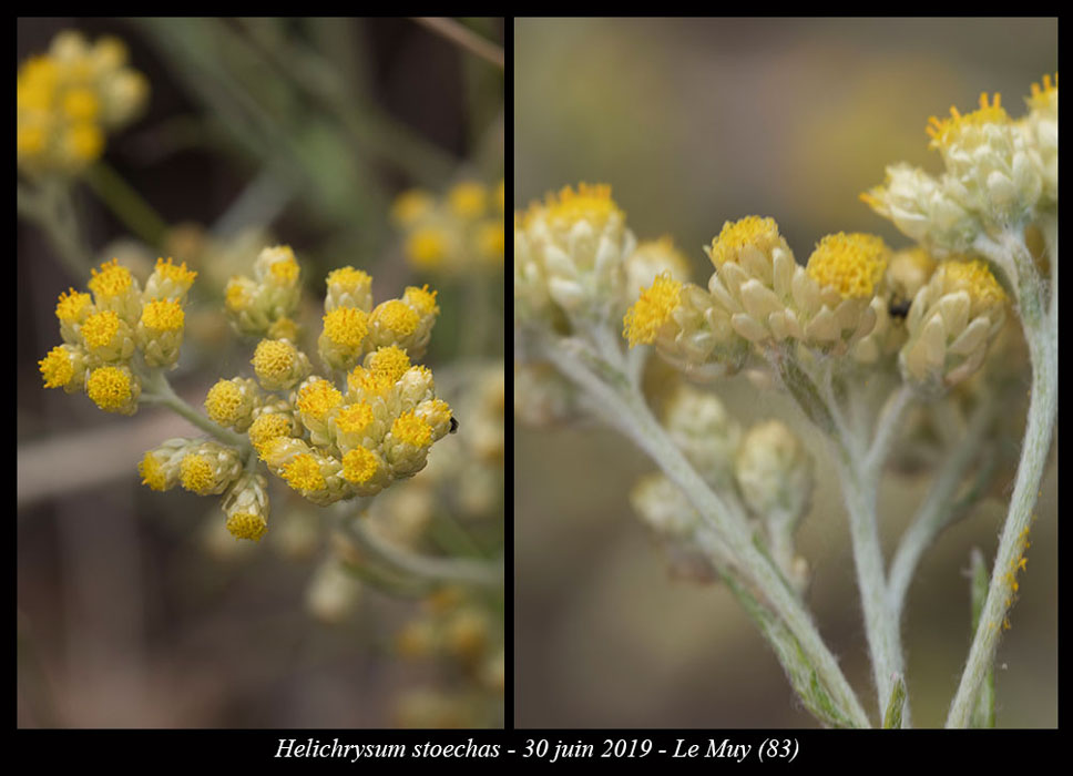 Helichrysum-stoechas2