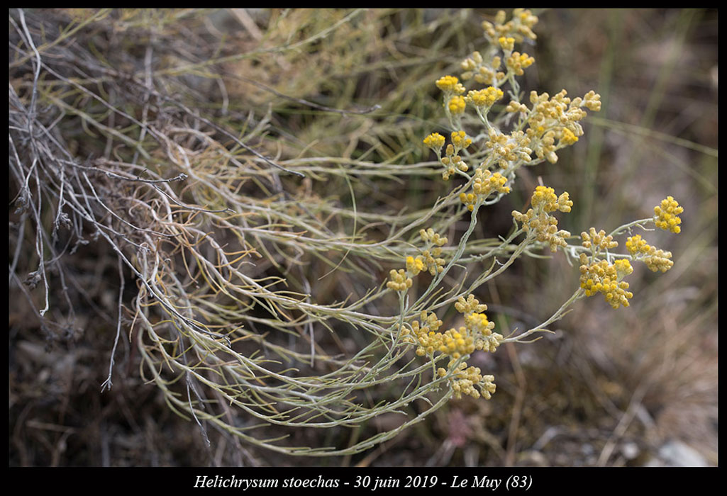 Helichrysum-stoechas3