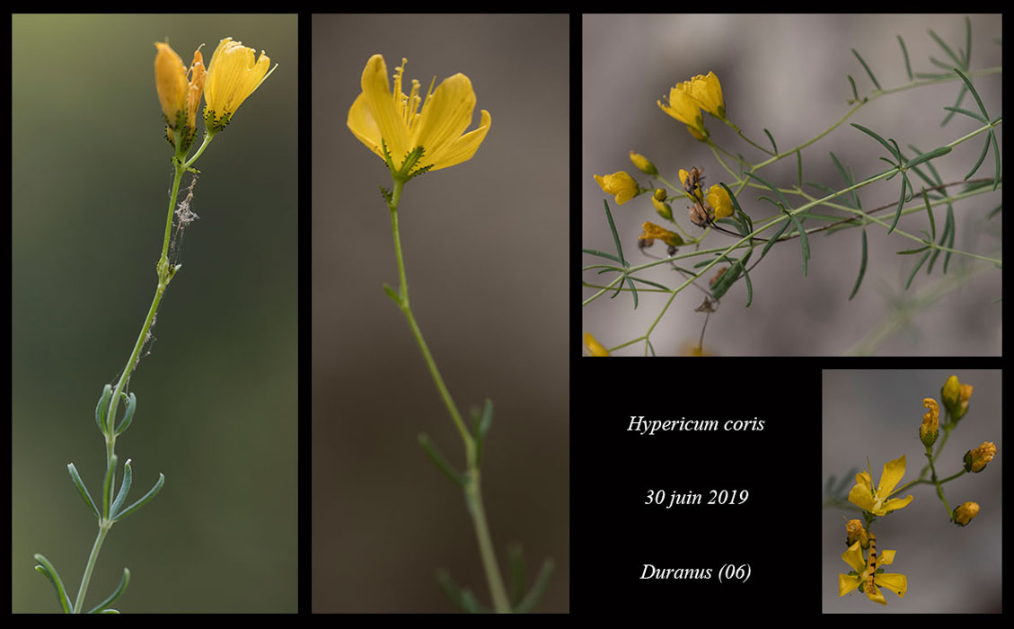 Hypericum-coris