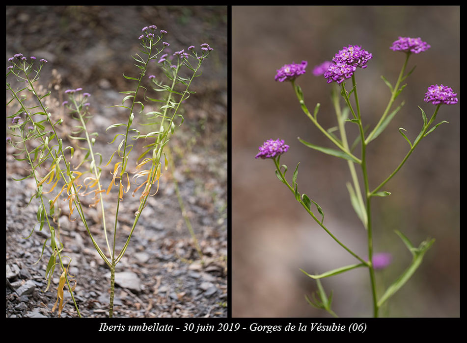 Iberis-umbellata3