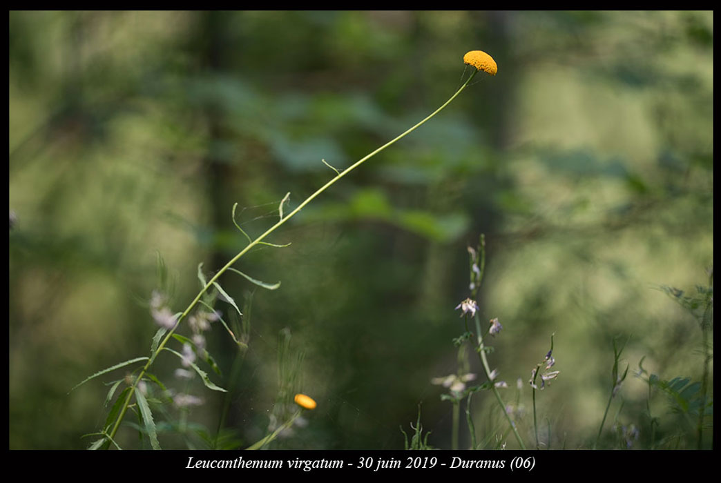 Leucanthemum-virgatum2