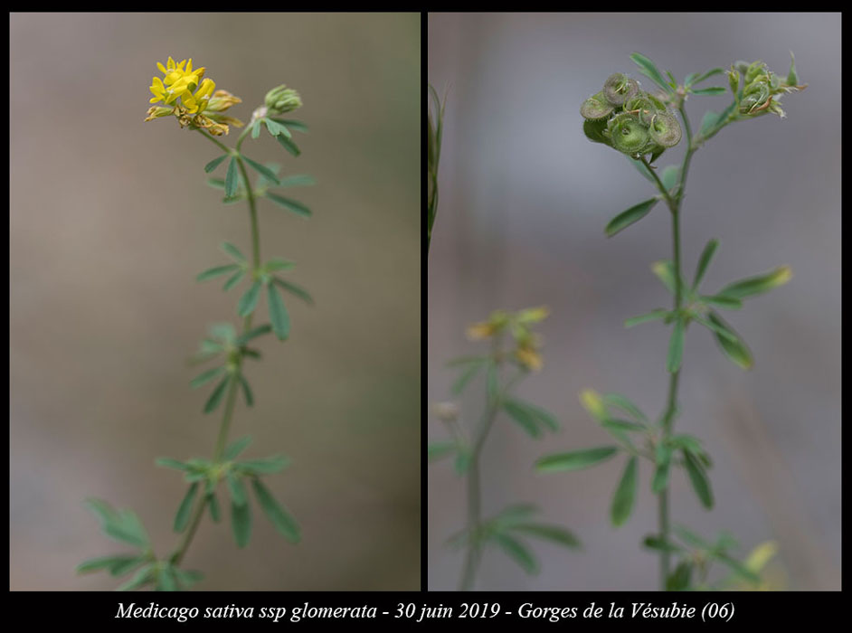 Medicago-sativa-ssp-glomerata