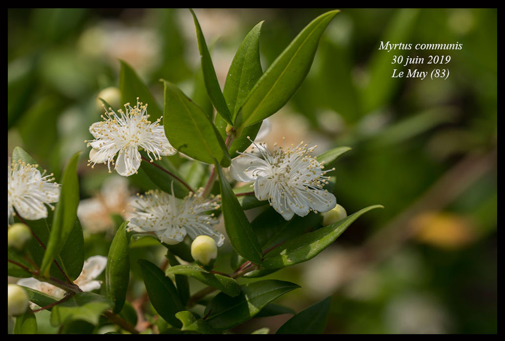 Myrtus-communis4