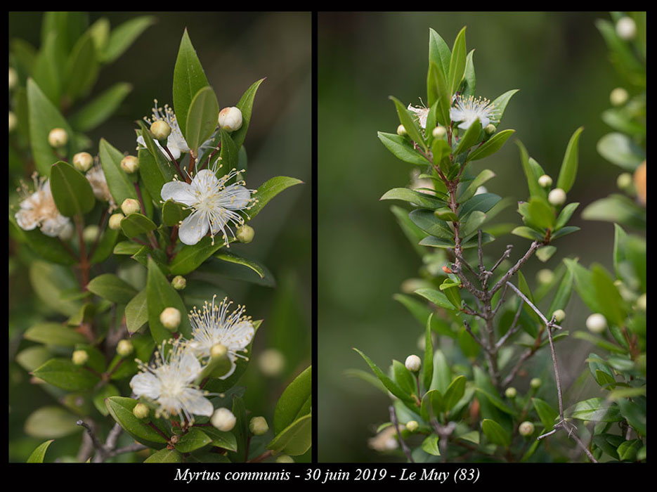 Myrtus-communis5