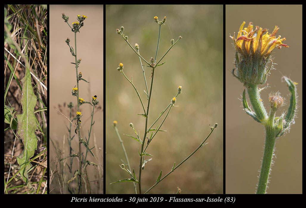 Picris-hieracioides3