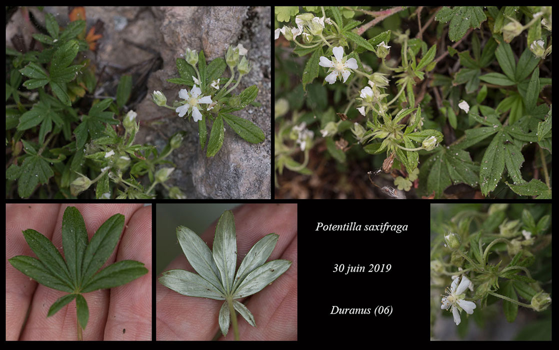 Potentilla-saxifraga3