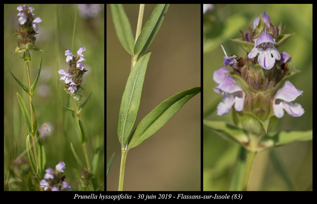 Prunella-hyssopifolia3